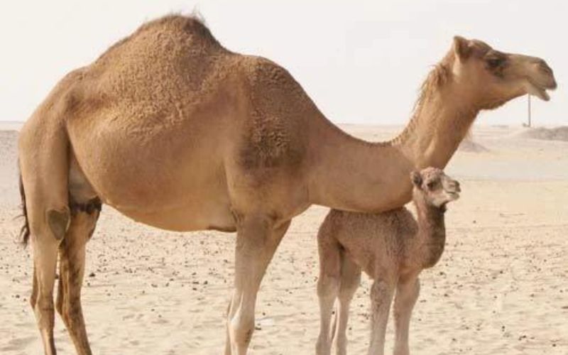 Camel Breeder Feed